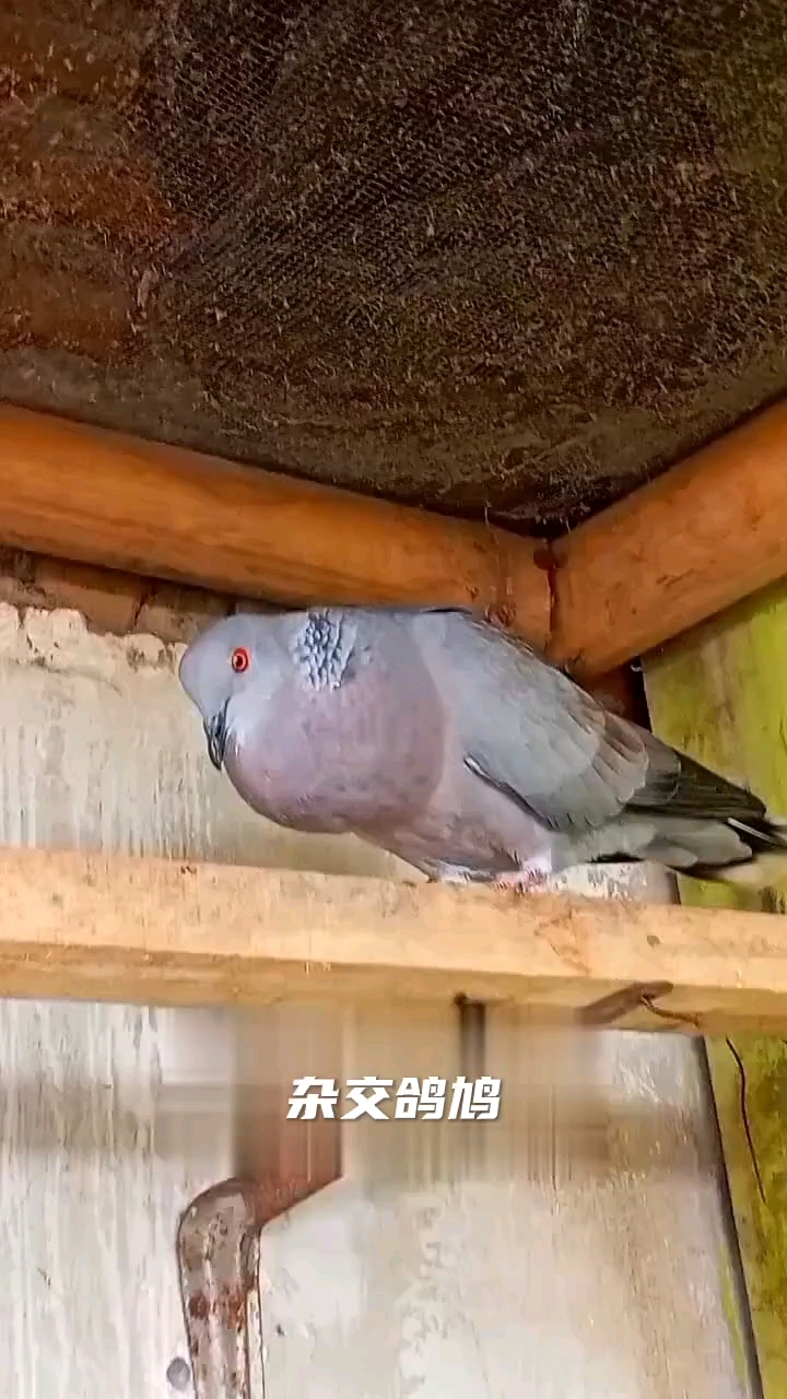 斑鸠鸽子杂交后代 宠物鸟