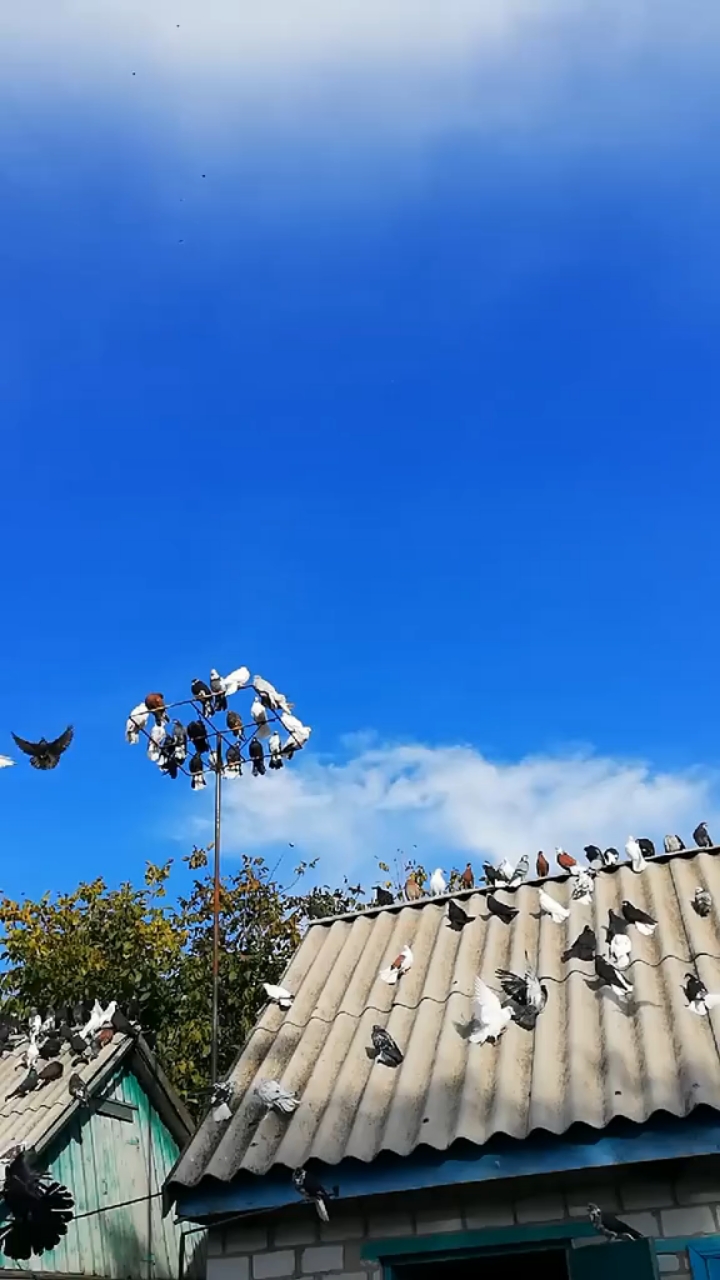 尼古拉蝶舞鸽 观赏鸽