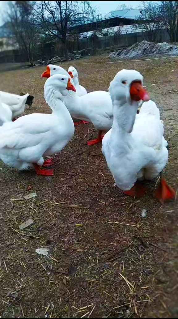 巨型鹅 图卢兹鹅 大鹅