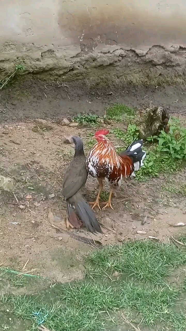 冢雉杂交公鸡 野鸡杂交家鸡