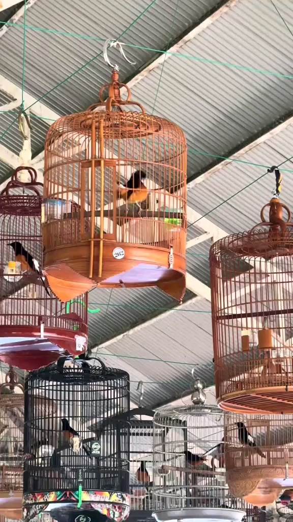 四喜雏鸟出售信息网站_四喜雏鸟出售信息网站官网