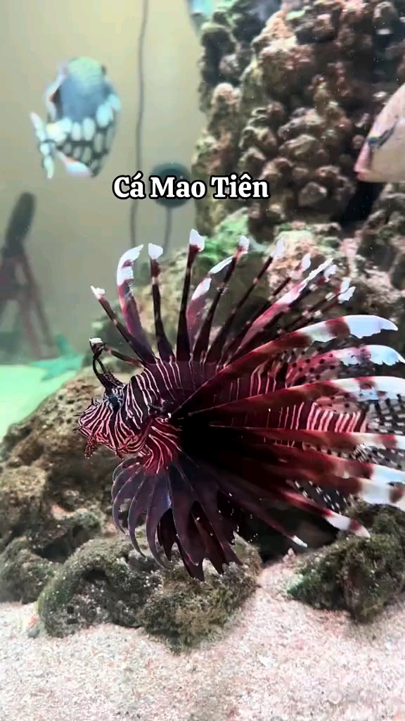 狮子鱼 观赏鱼 养鱼 海缸