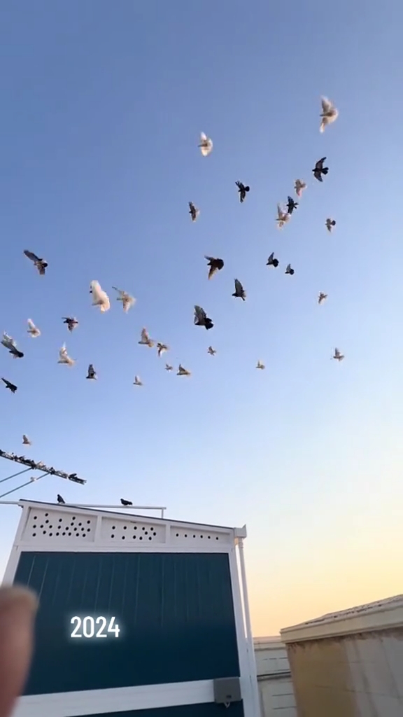 蝶舞鸽子家飞训练