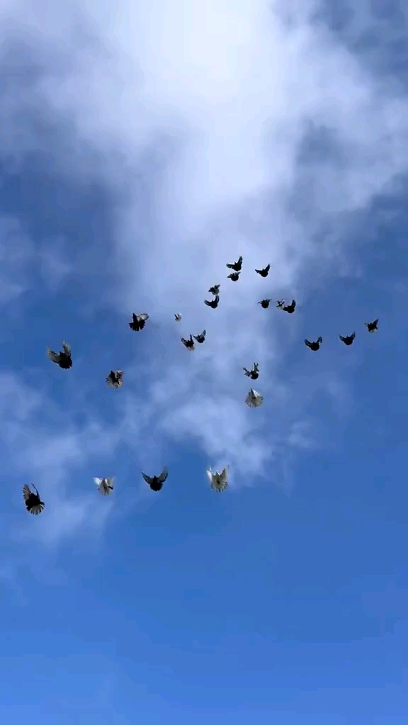 尼古拉蝶舞鸽子