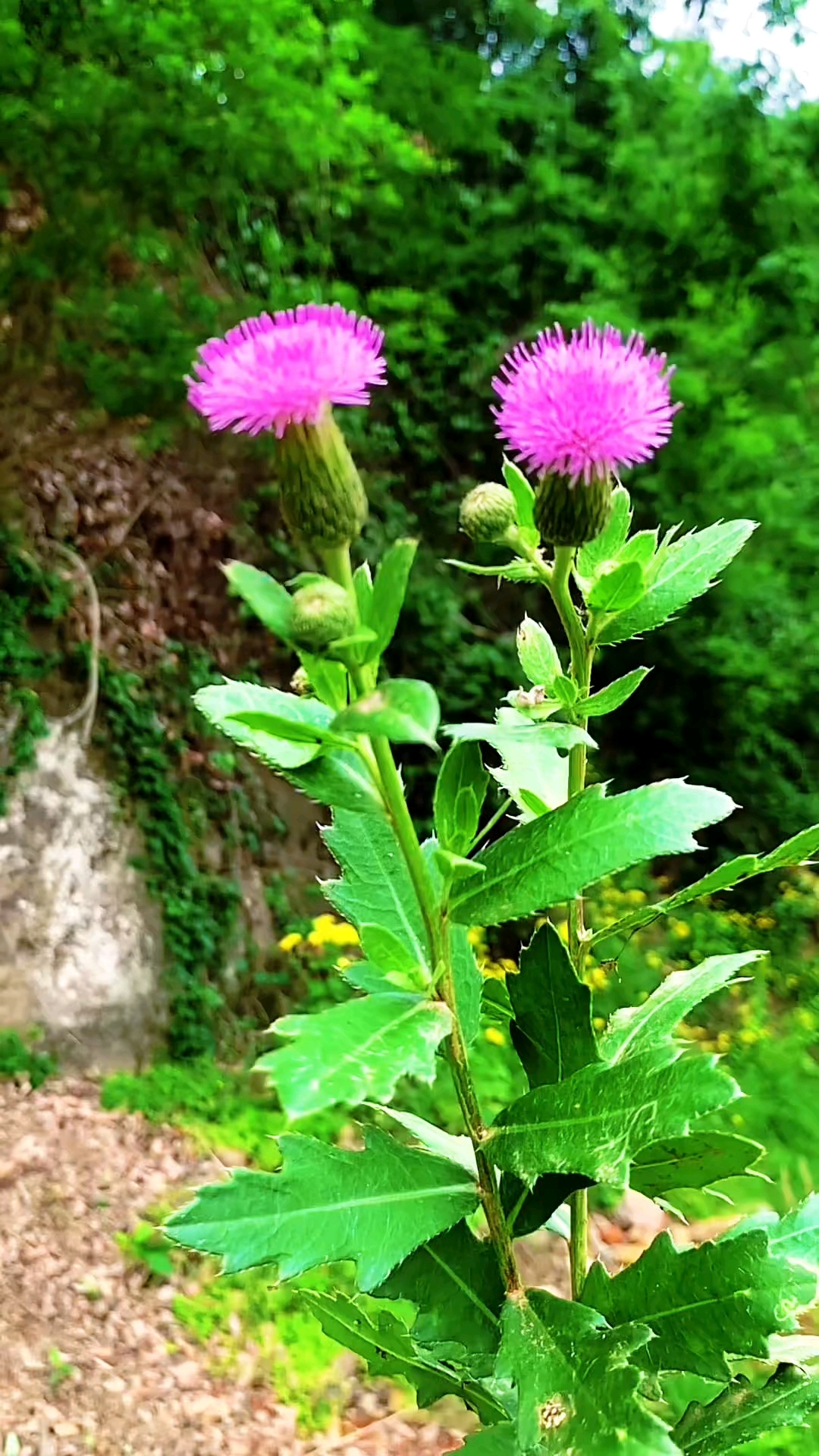 我家门前的山坡上开满野花啦,各色野花像调色盘在暖阳里肆意流淌