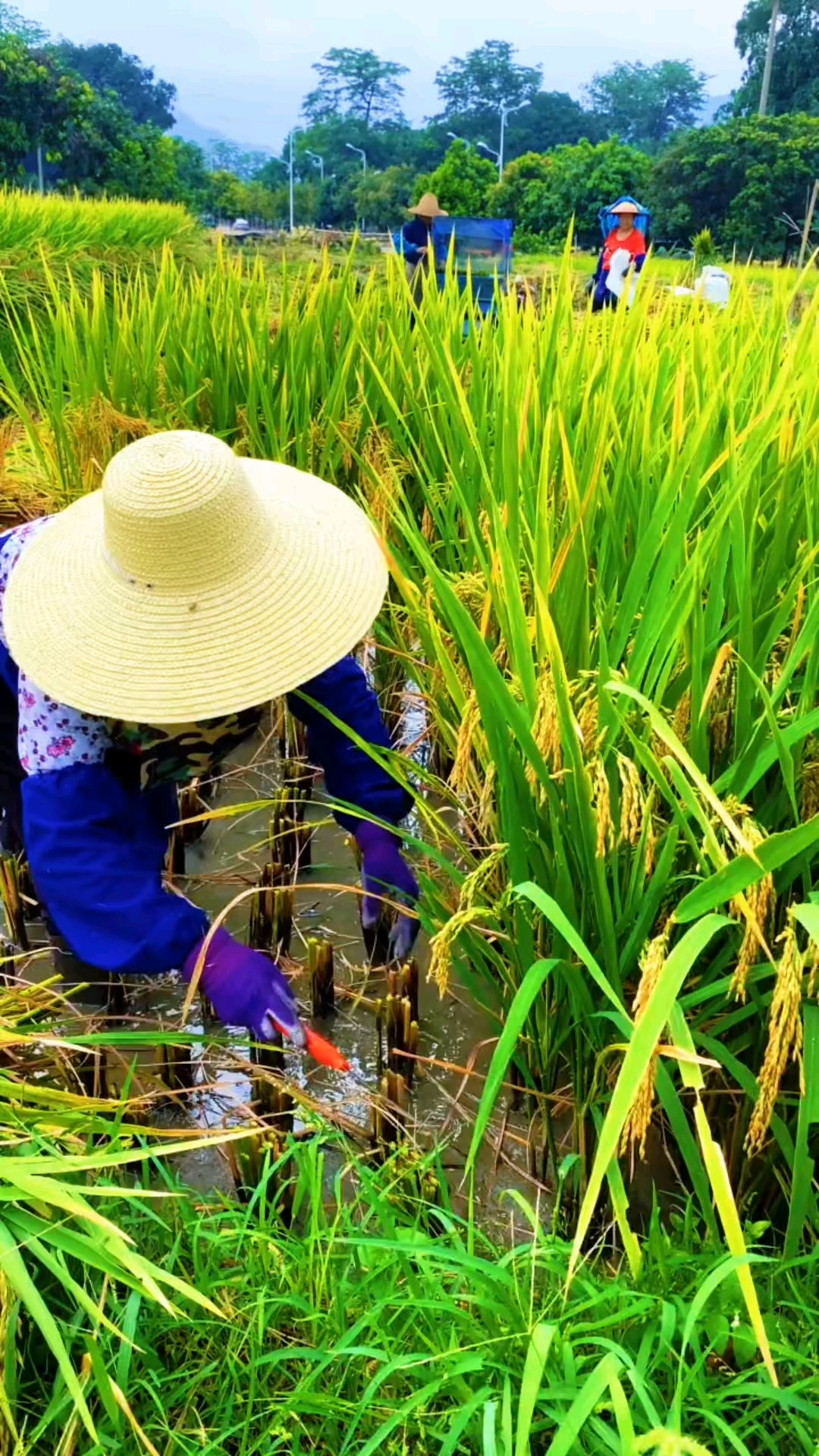 稻谷金黄,弯腰收割,粒粒都是汗水的结晶