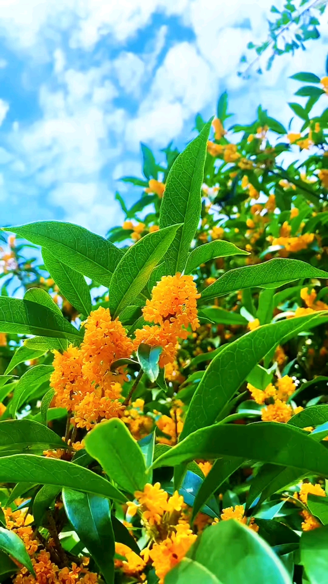 距离中秋还有30天,院子里的桂花飘出甜香,回家倒计时快满格了