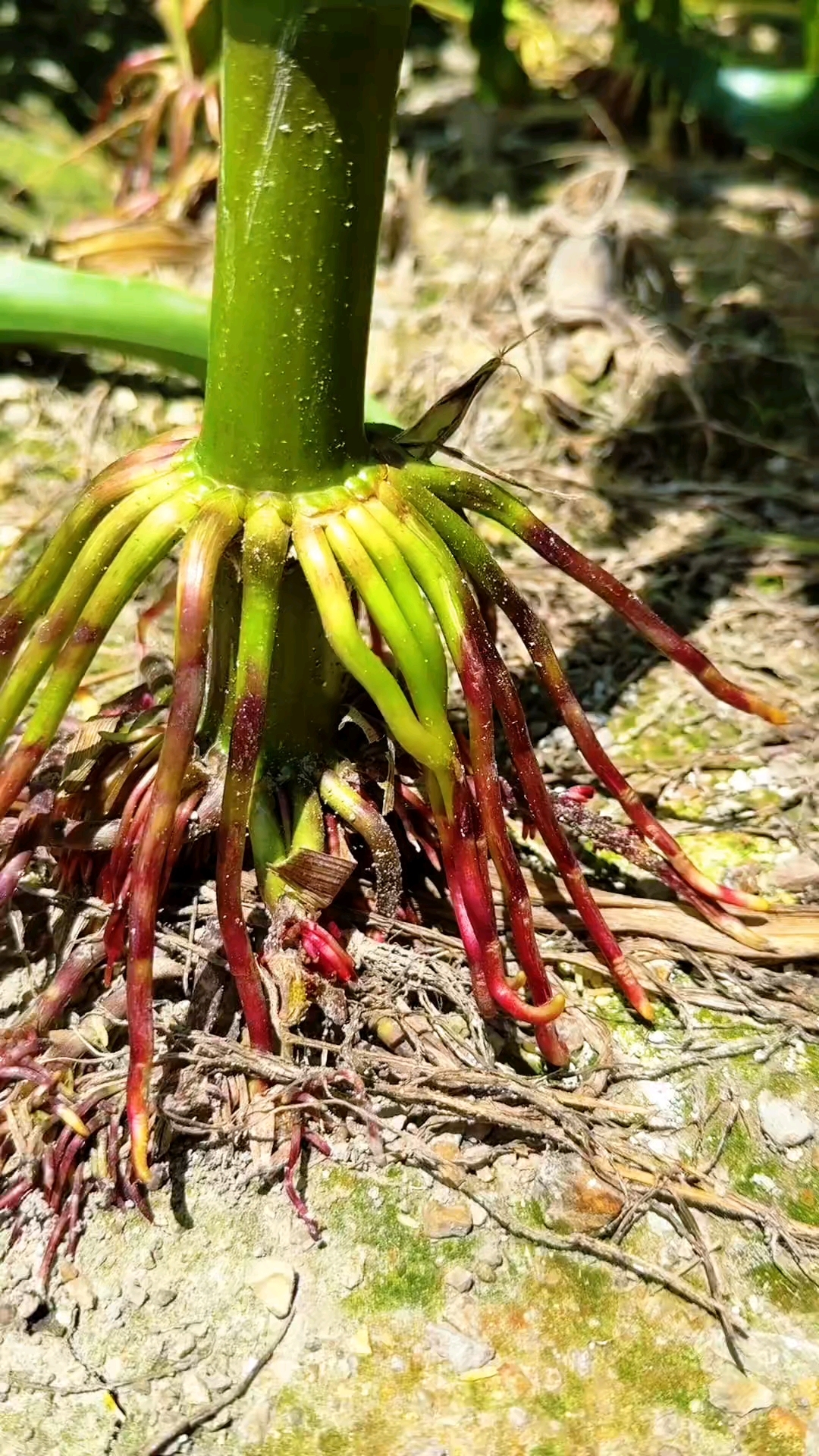 玉米根你吃过吗?吃过的人已经是中年人了吧