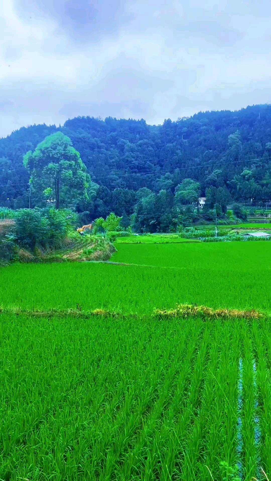 农村的清晨能让头脑更清晰,回不去的何止是时间,还有曾经的自己
