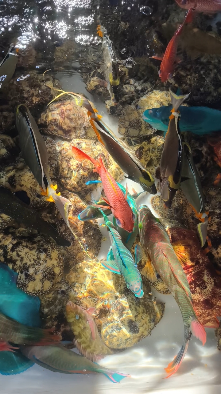 西沙行40:西沙的鱼6