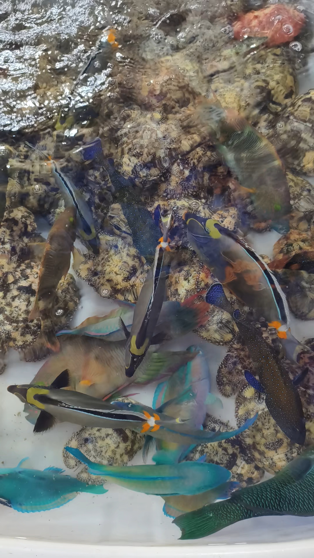 西沙行39:西沙的鱼5