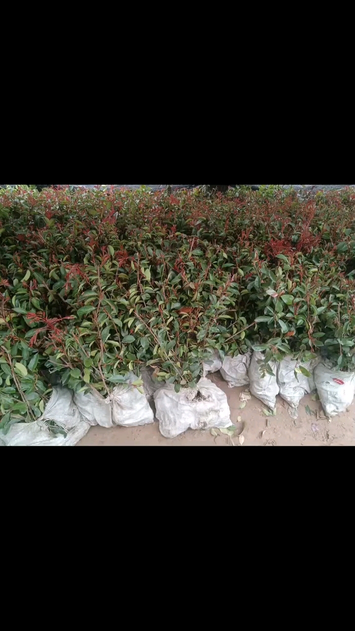 红叶石楠苗#三门峡红叶石楠苗#三门峡市政工程#三门峡小区工程