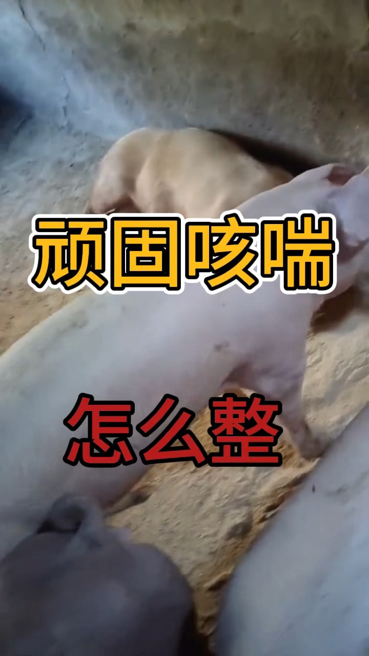 猪顽固咳喘怎么办