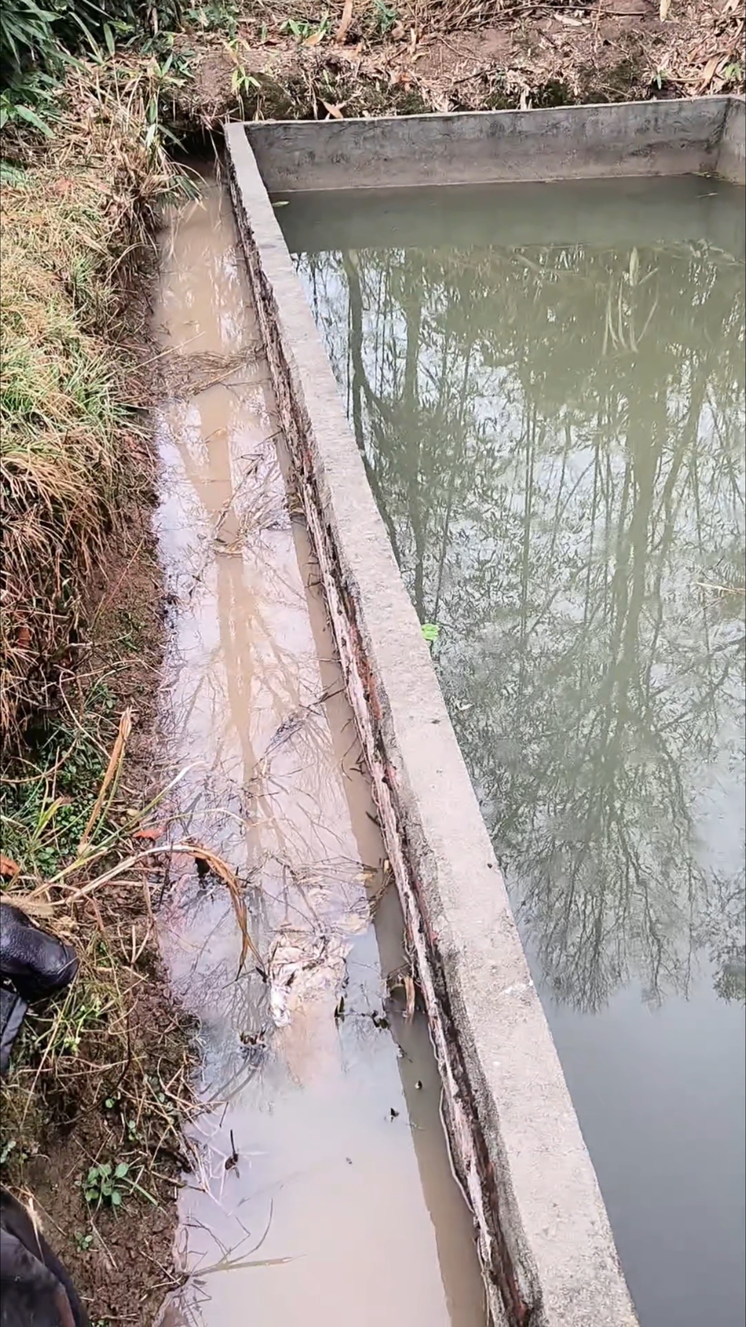 原本好好的土池塘,改成这种水泥池子,花了1000,值不值