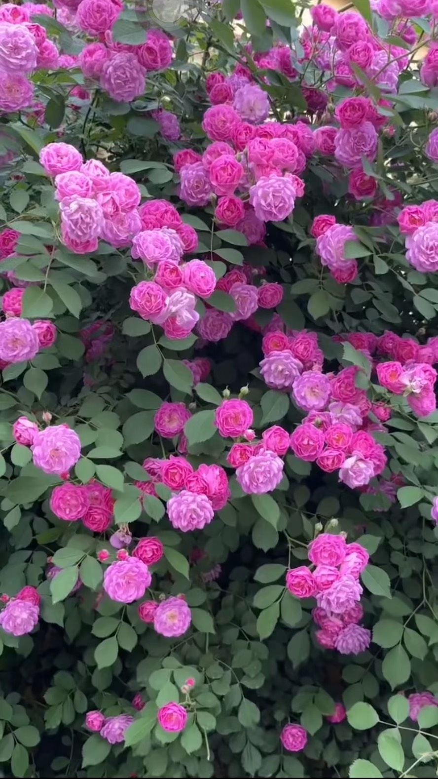 粉色的蔷薇花在绿叶中显得格外醒目,它们散发着淡淡的香气