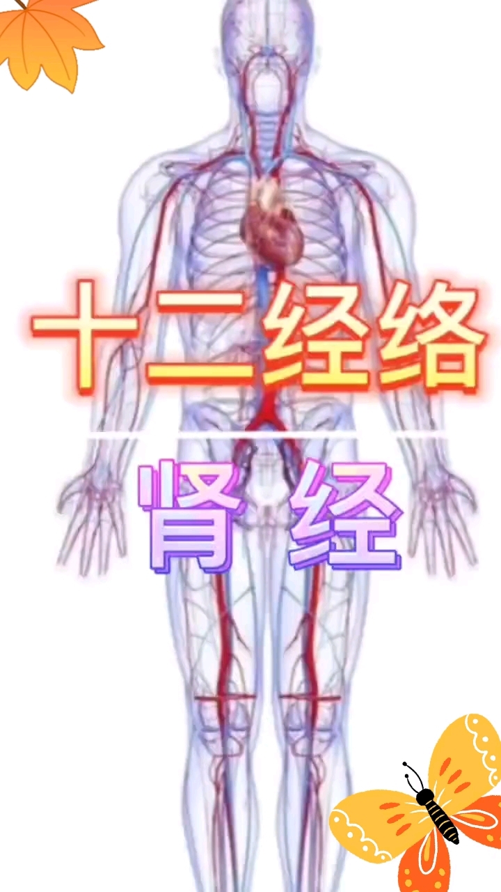 肾经位置图和作用图片