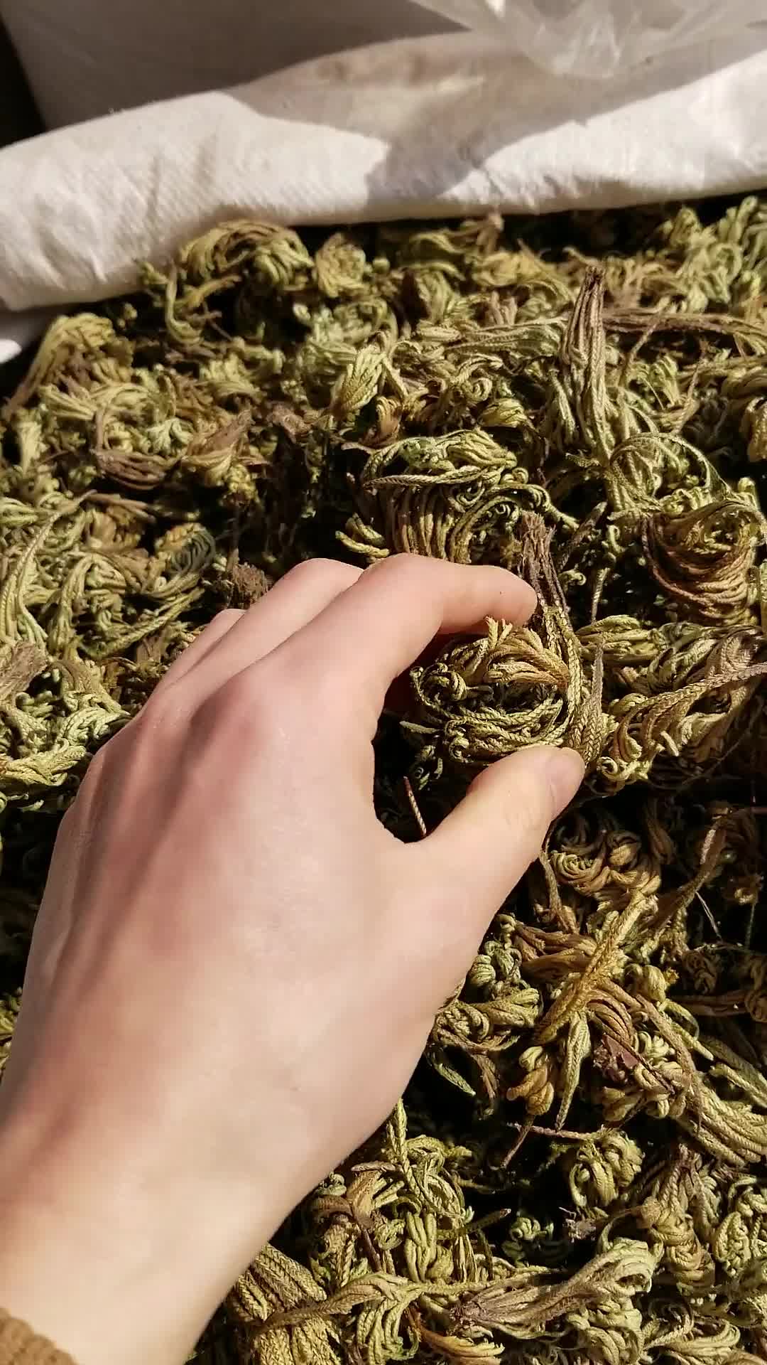 中药卷柏,又名九死还魂草