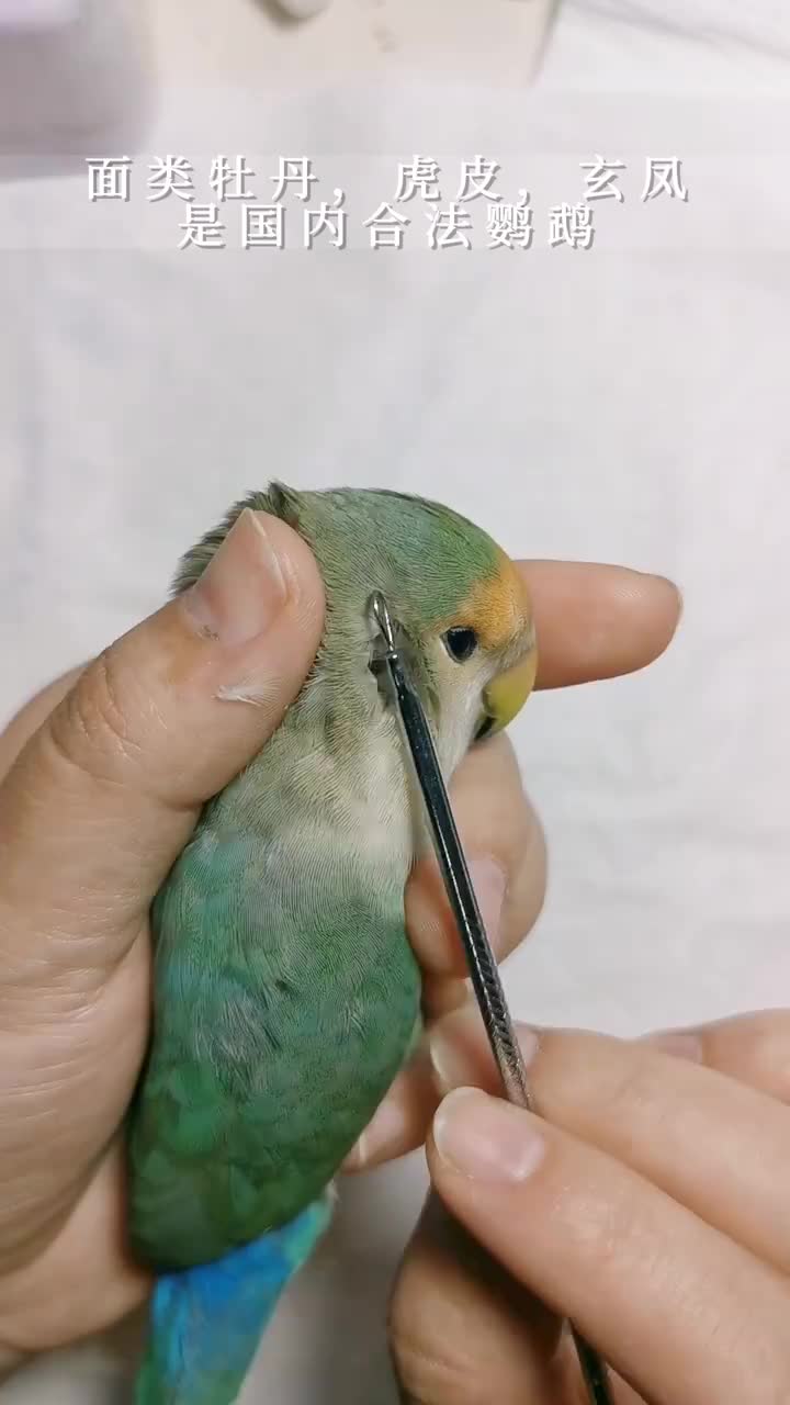 有多少人不知道鹦鹉是有耳朵的?牡丹:绿