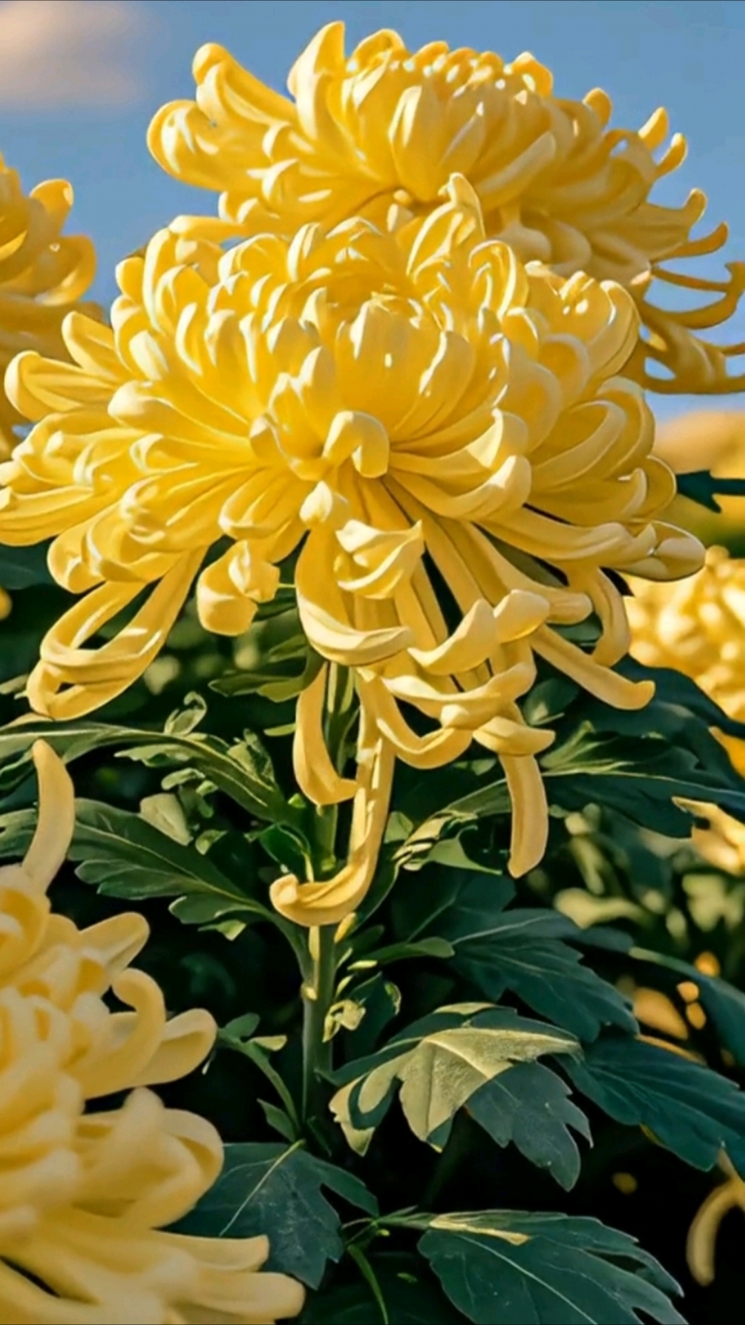 1080_1920竖版 竖屏gif 动态图 动图