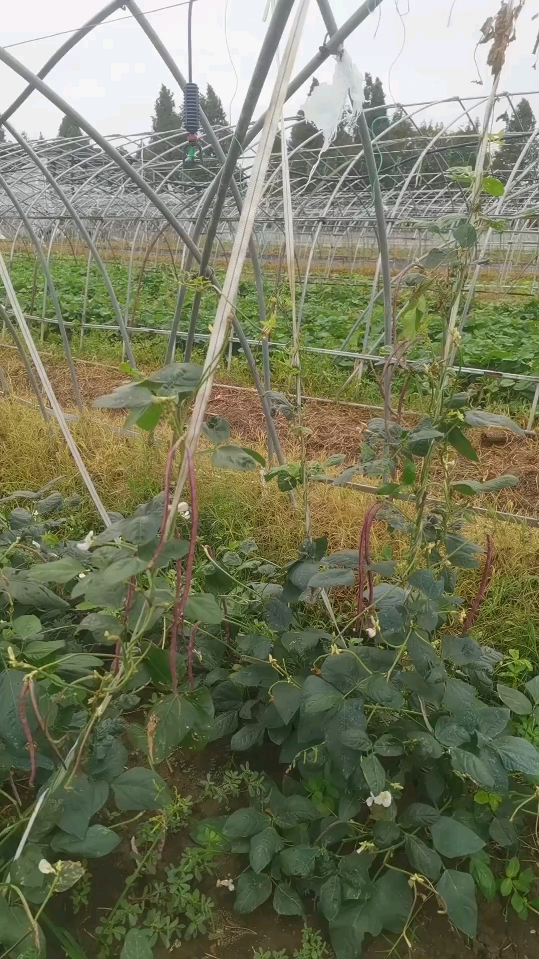 美丽的农作物紫色长豇豆