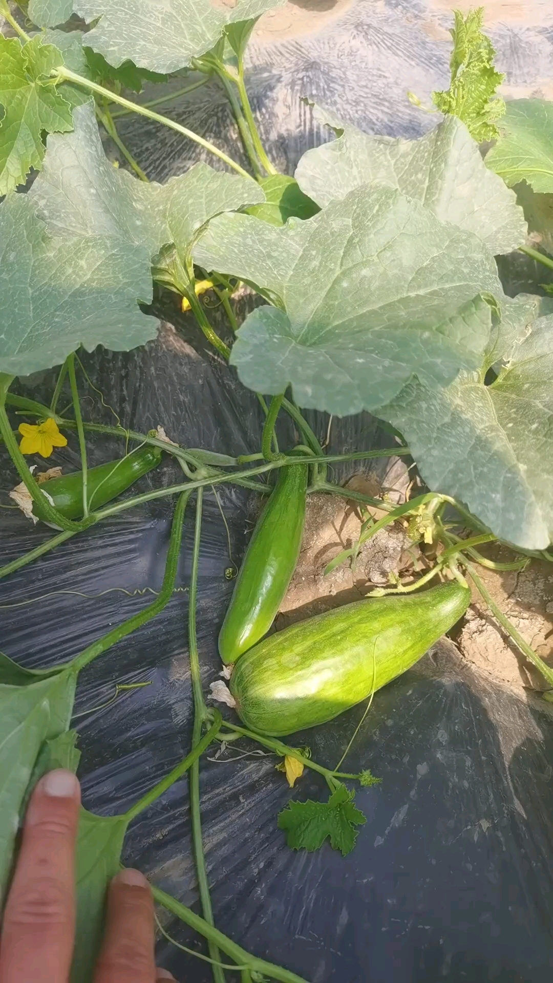 羊角蜜10天长了半斤左右啦