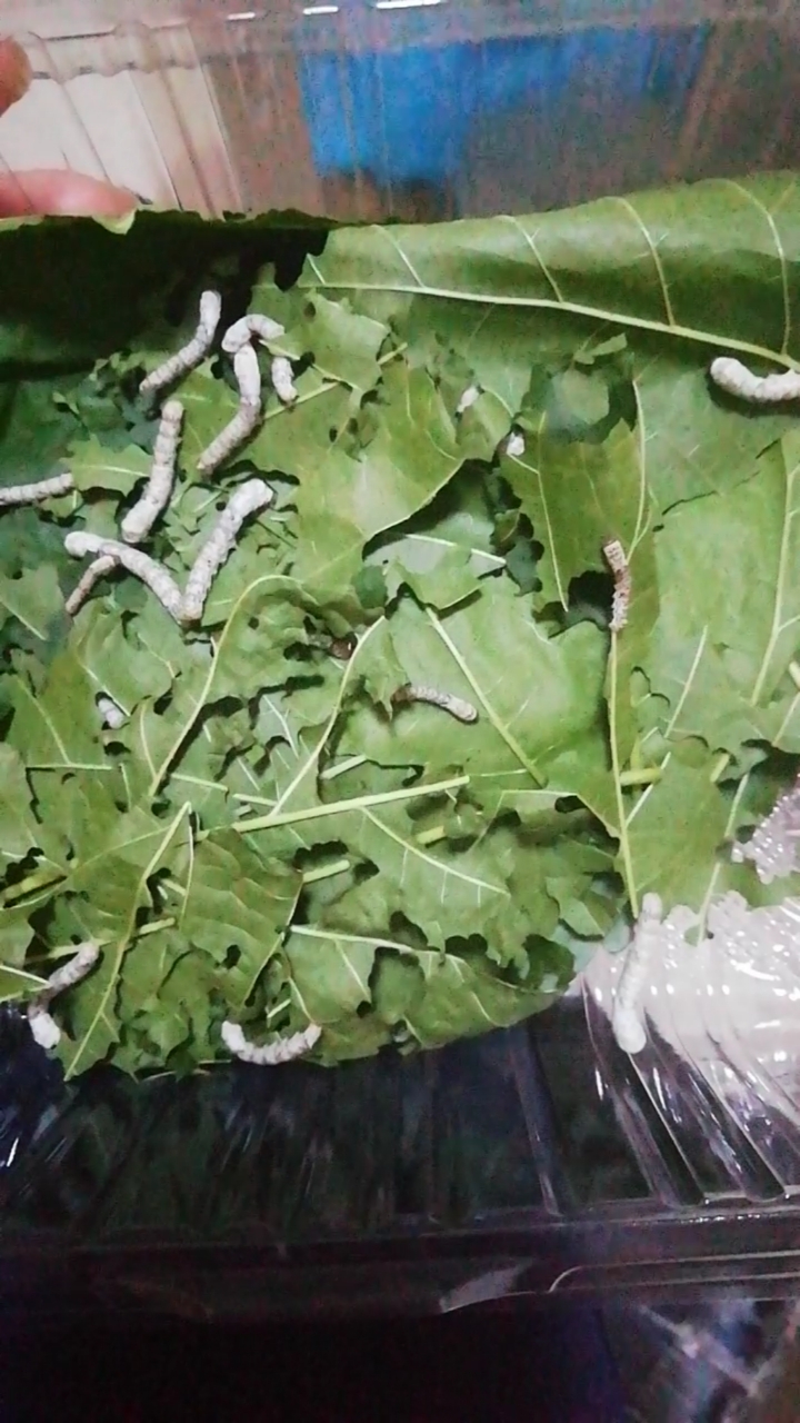 蚕宝宝蜕完第一次皮后生长神速.