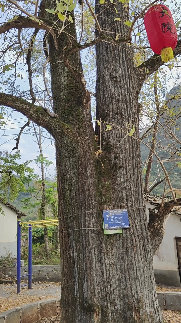 陕西秦岭名贵树种图片