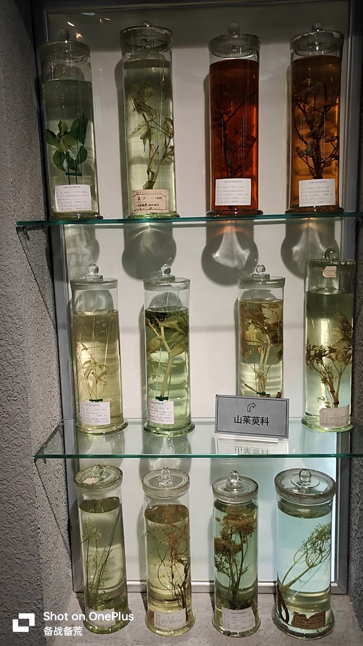 每个中药标本都是一段历史传奇