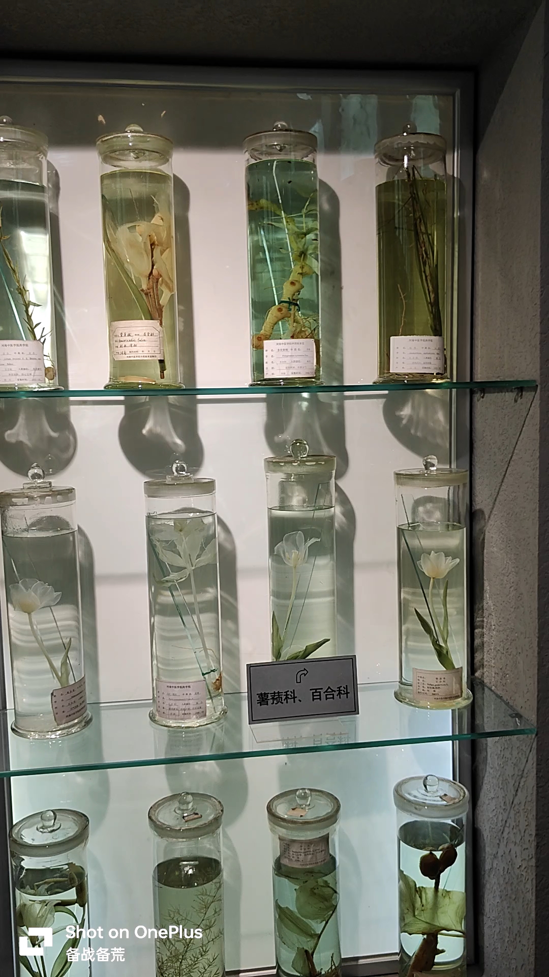 每个中药标本都是这样的风景