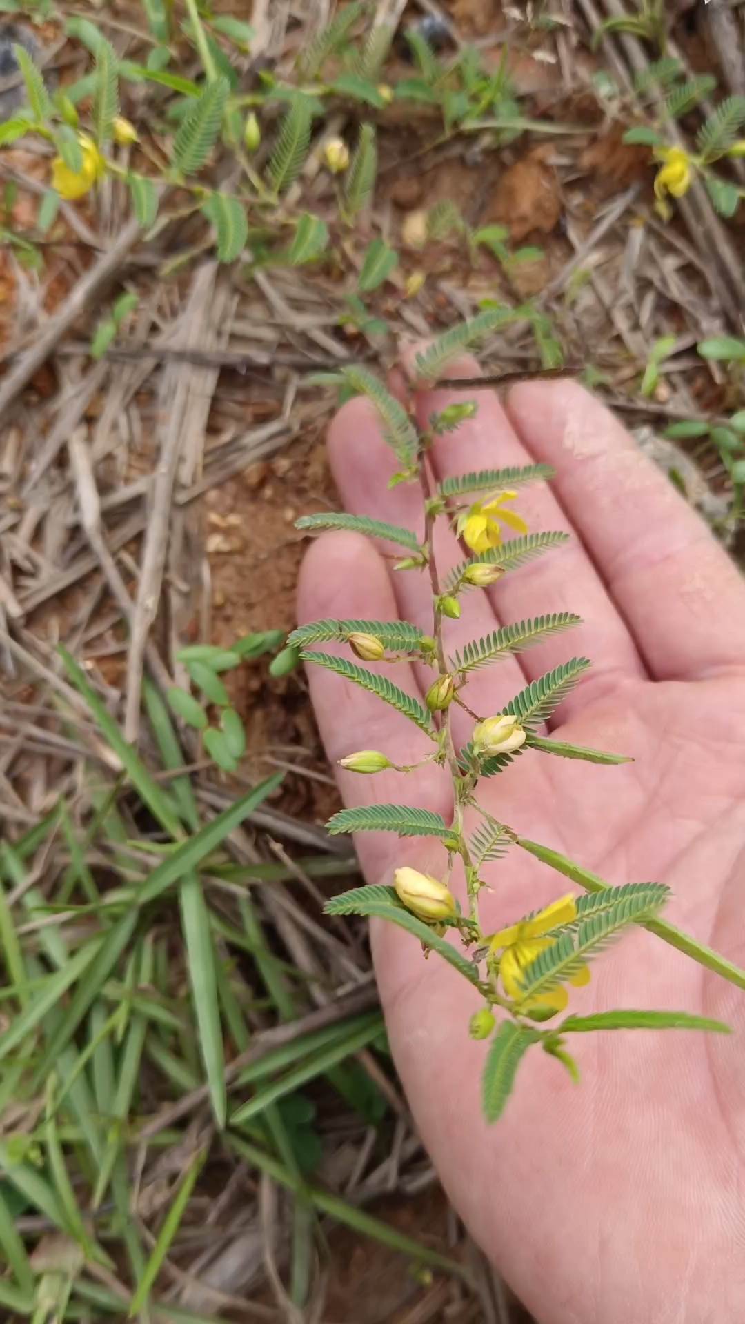 软肝草 用法图片