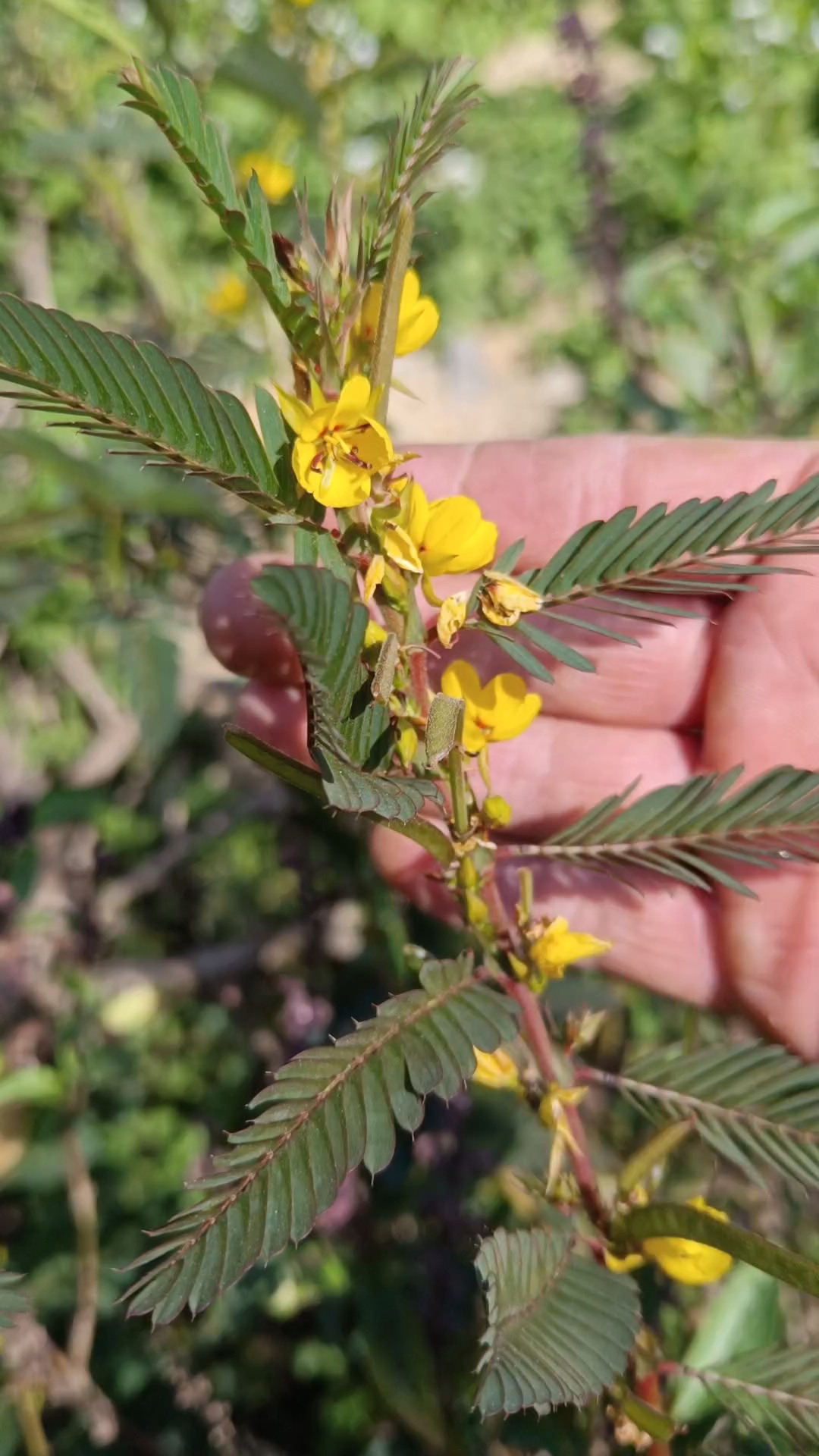 软肝草 用法图片