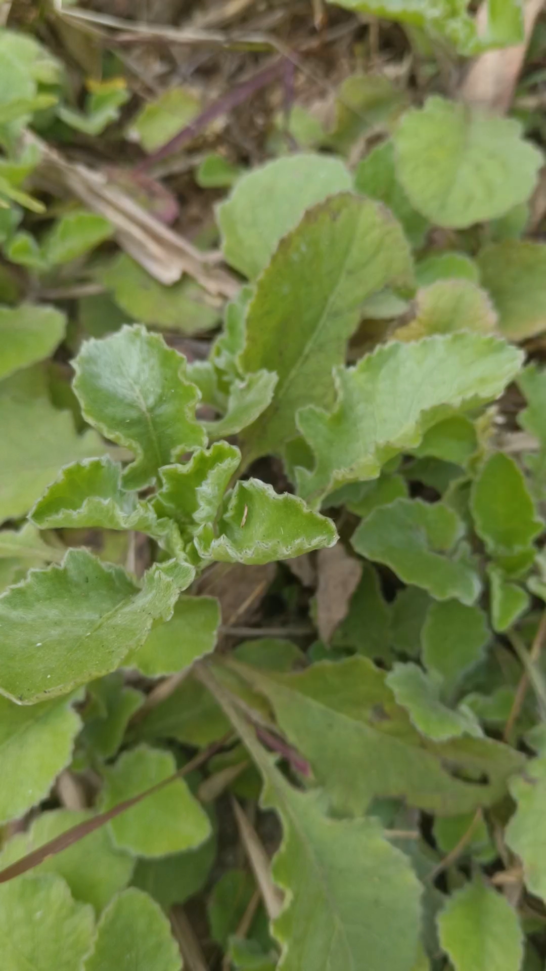 雾水草:止咳化痰