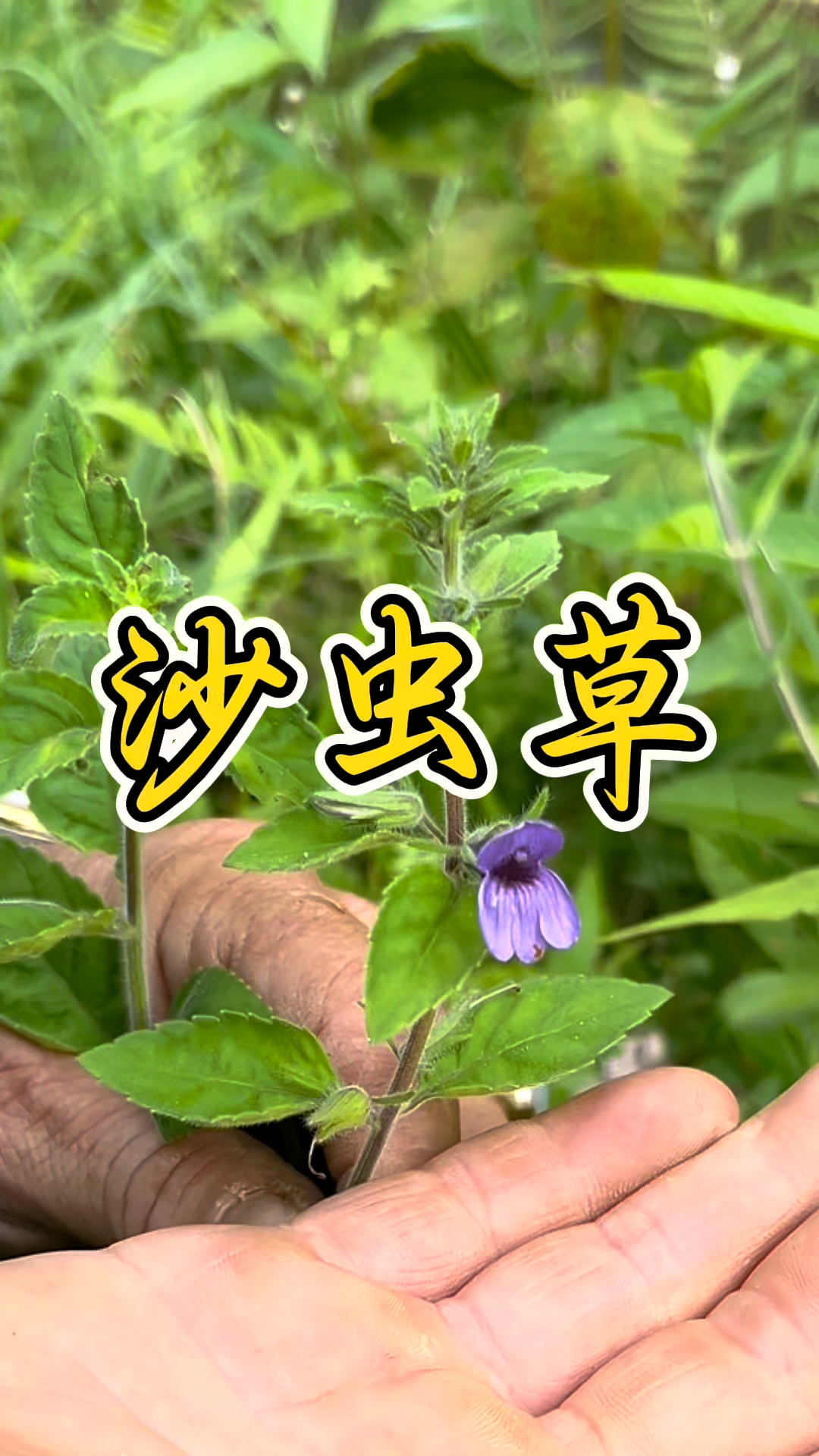 沙虫草:胃病良药