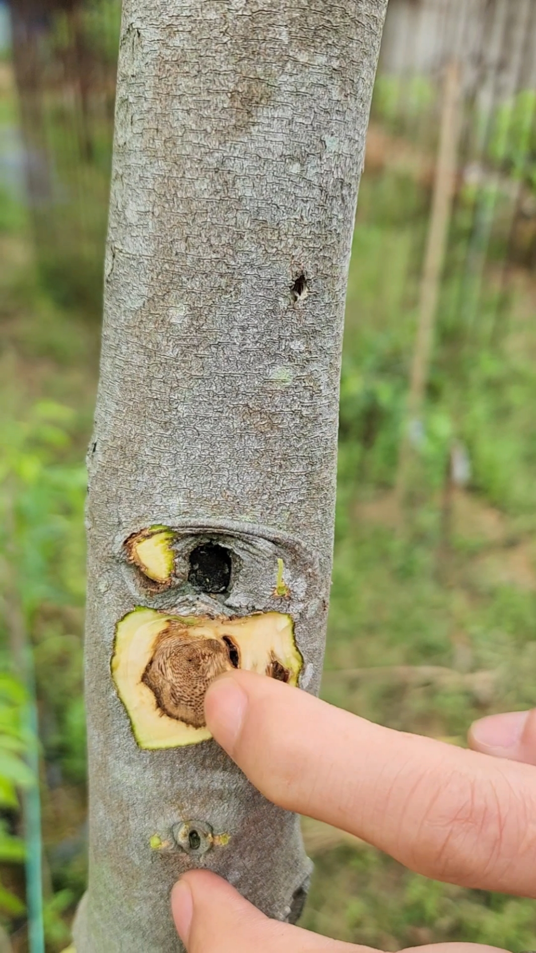 奇楠沉香优质品种种植四年结香成材收益无需打孔自然结香