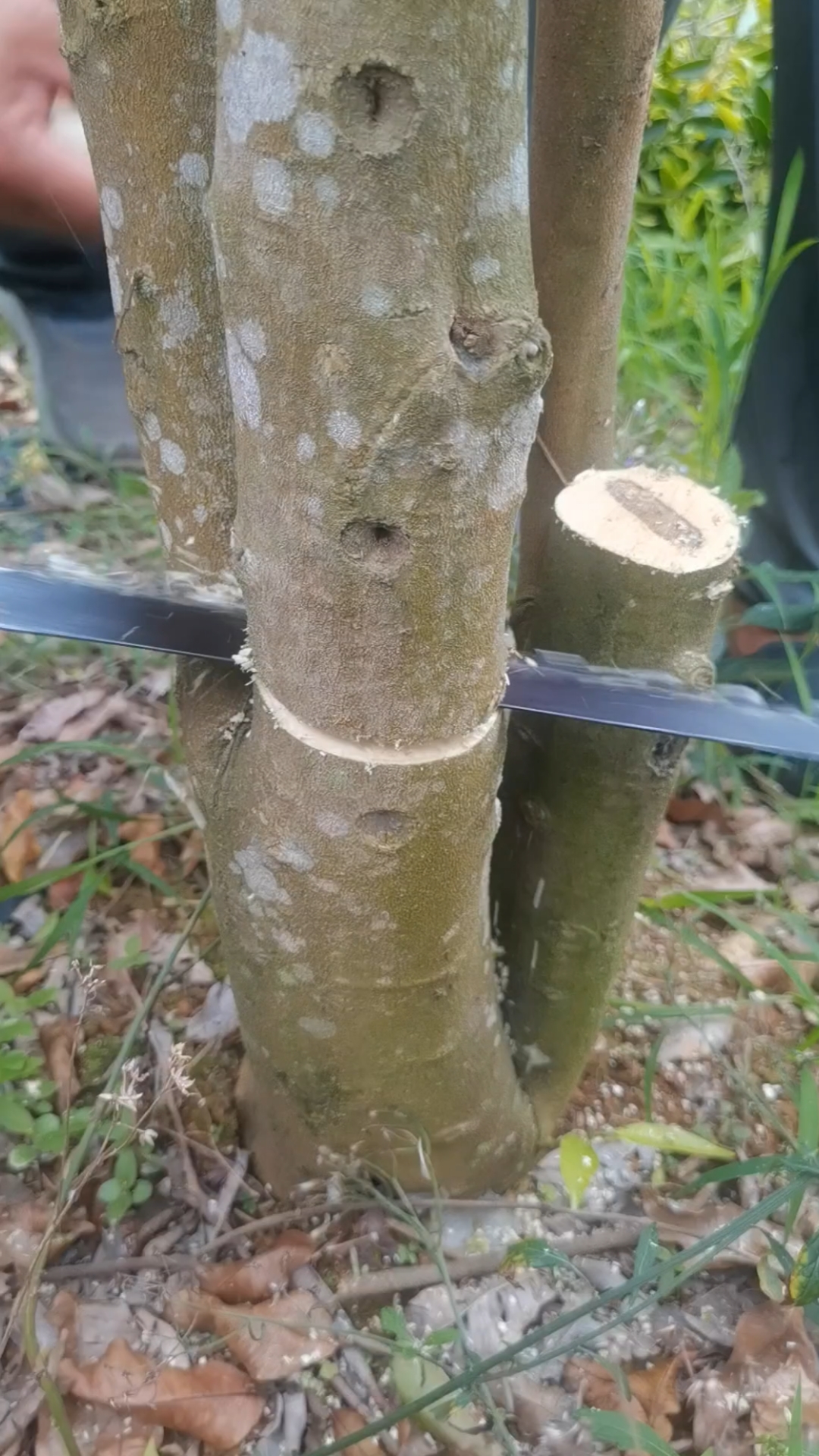 奇楠沉香树种植条件图片
