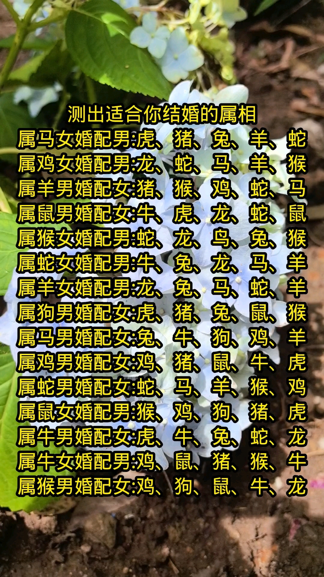 三大生肖爱情运势如何查(12生肖的爱情观)