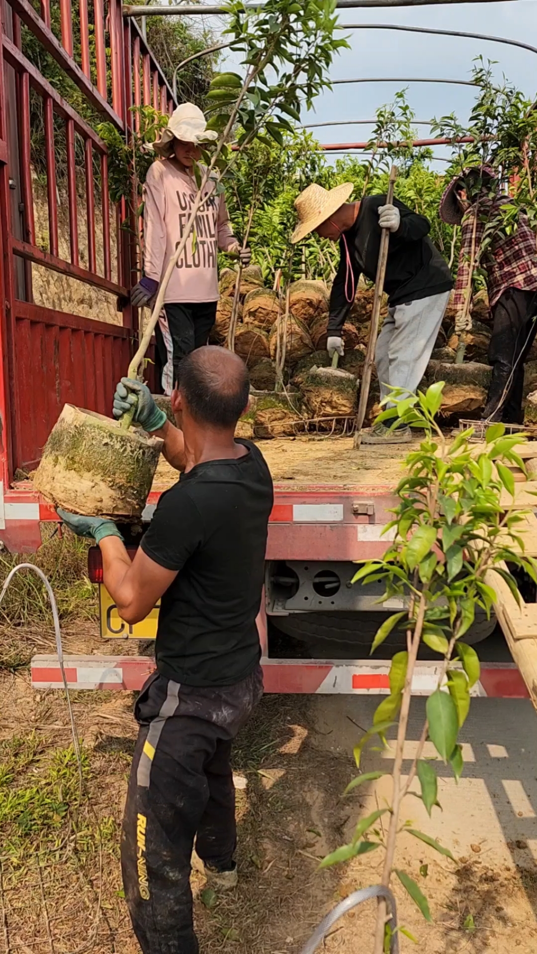 农村农业,培育苗木人,1800棵纯正奇楠沉香大苗装车直发云南