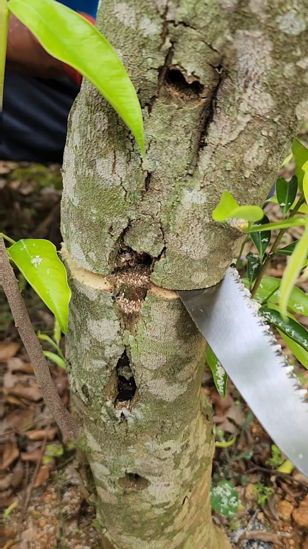 纯正奇楠母树嫁接优良品种,结香油脂好,产量高,种植五年成材