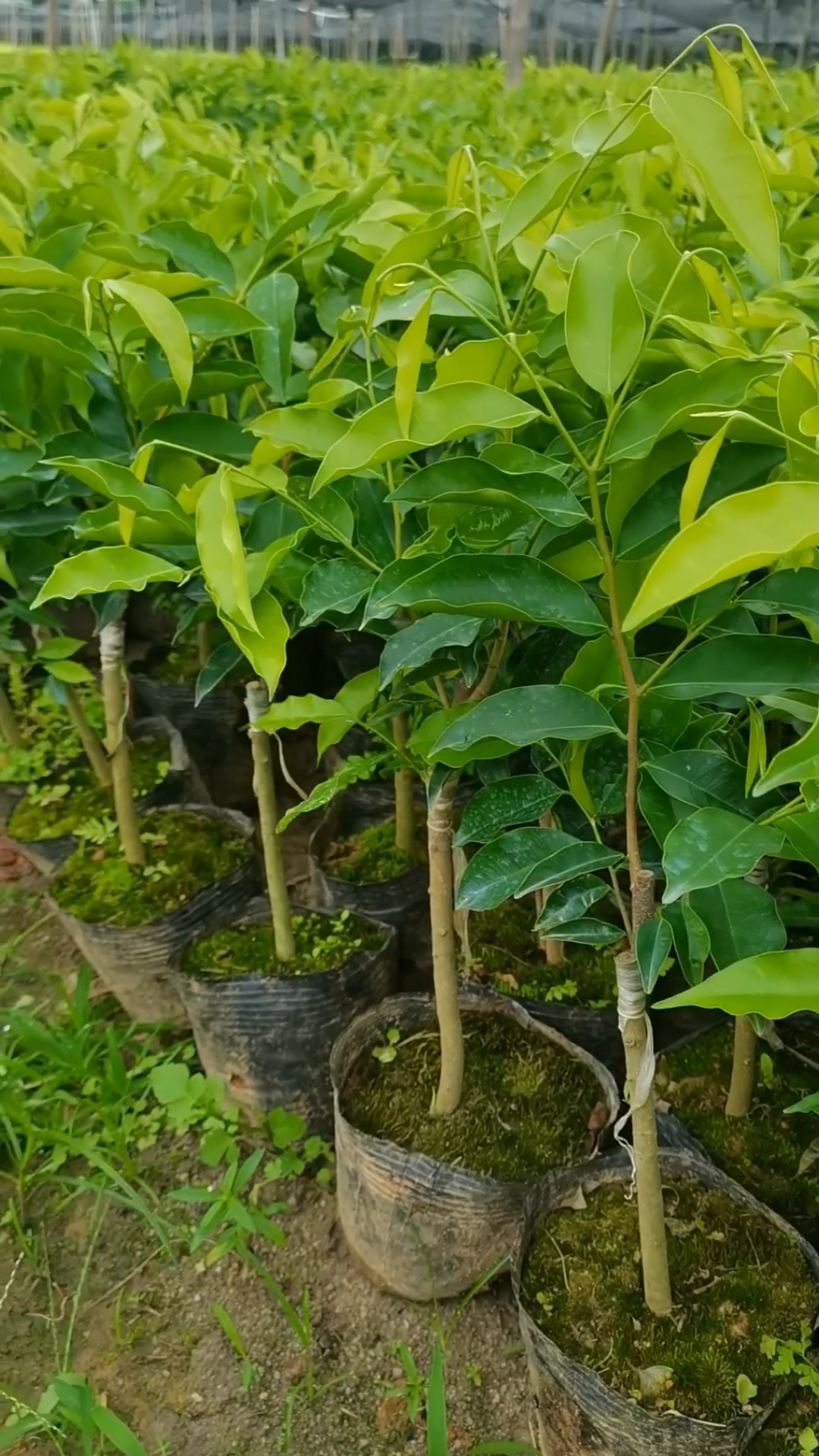 正宗奇楠母树嫁接苗