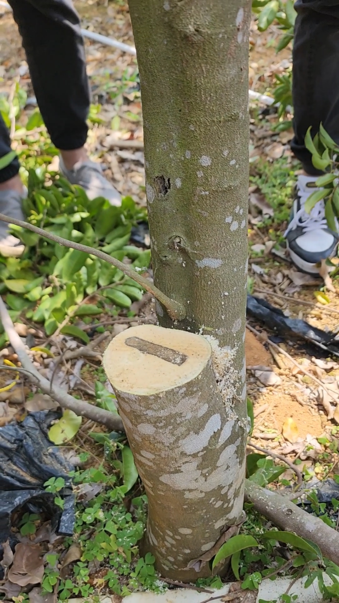 鄉村農業,綠色三農,珍稀的奇楠沉香,種植四年成材收益