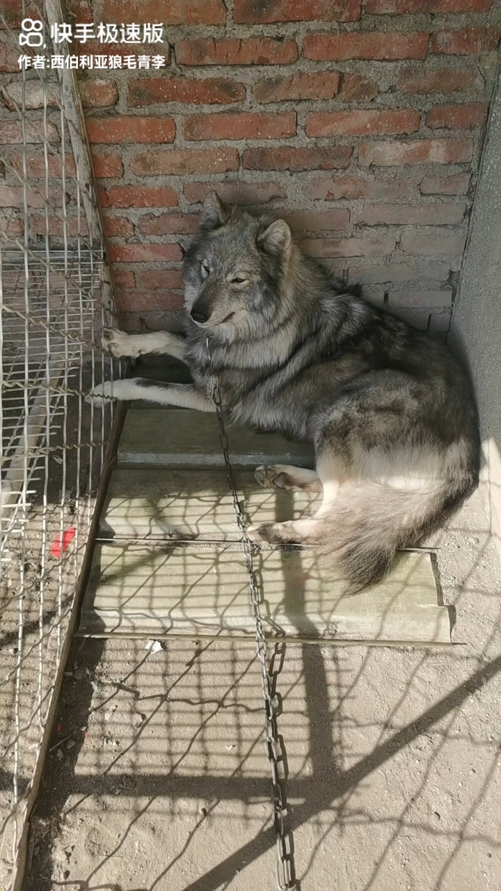 狼中贵族西伯利亚小耳朵的魅力