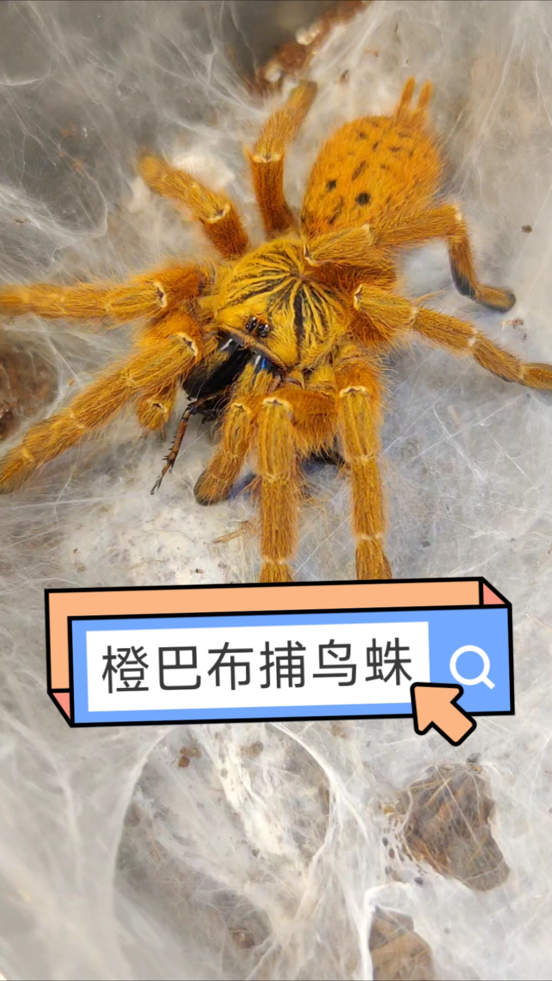 常见的网络蜘蛛的名字=常见的网络蜘蛛的名字叫什么
