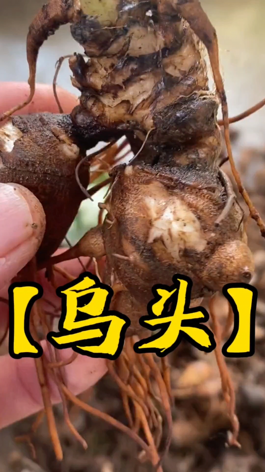 乌头附子这种植物有毒,大家使用一定要注意