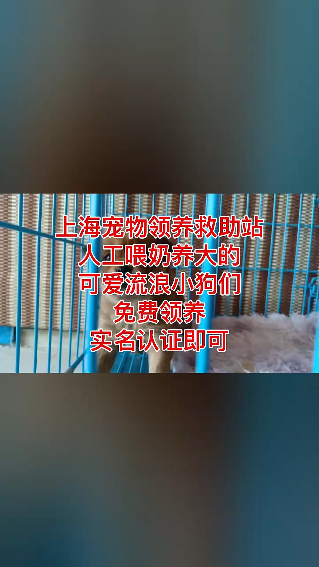 流浪猫收养中心图片