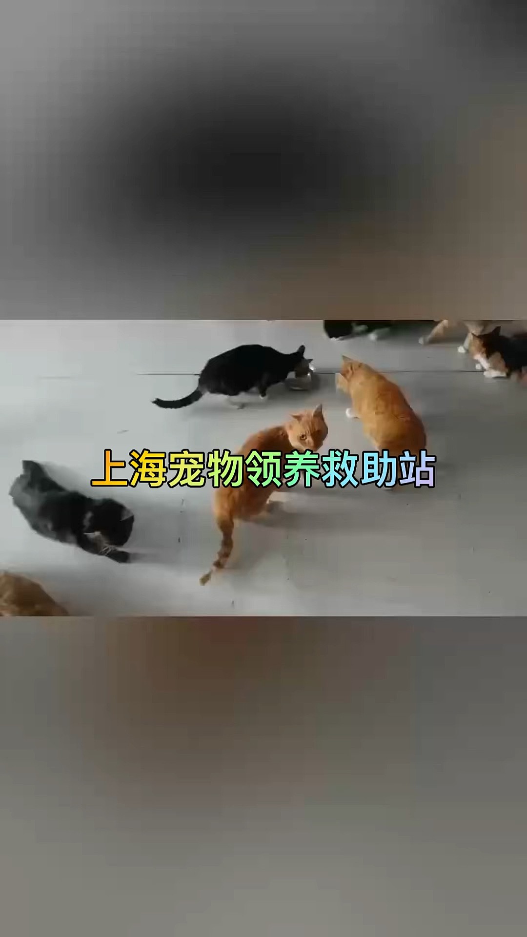 流浪猫收养中心图片