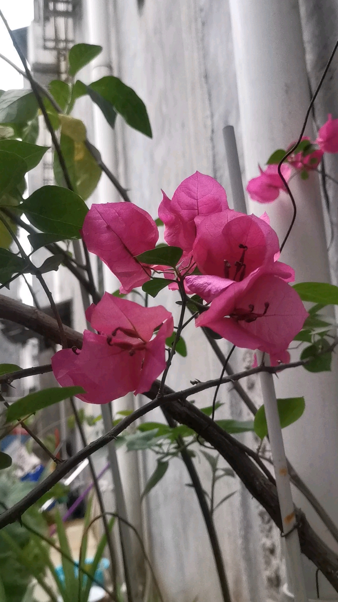 玫瑰花开花啦,满满的爱