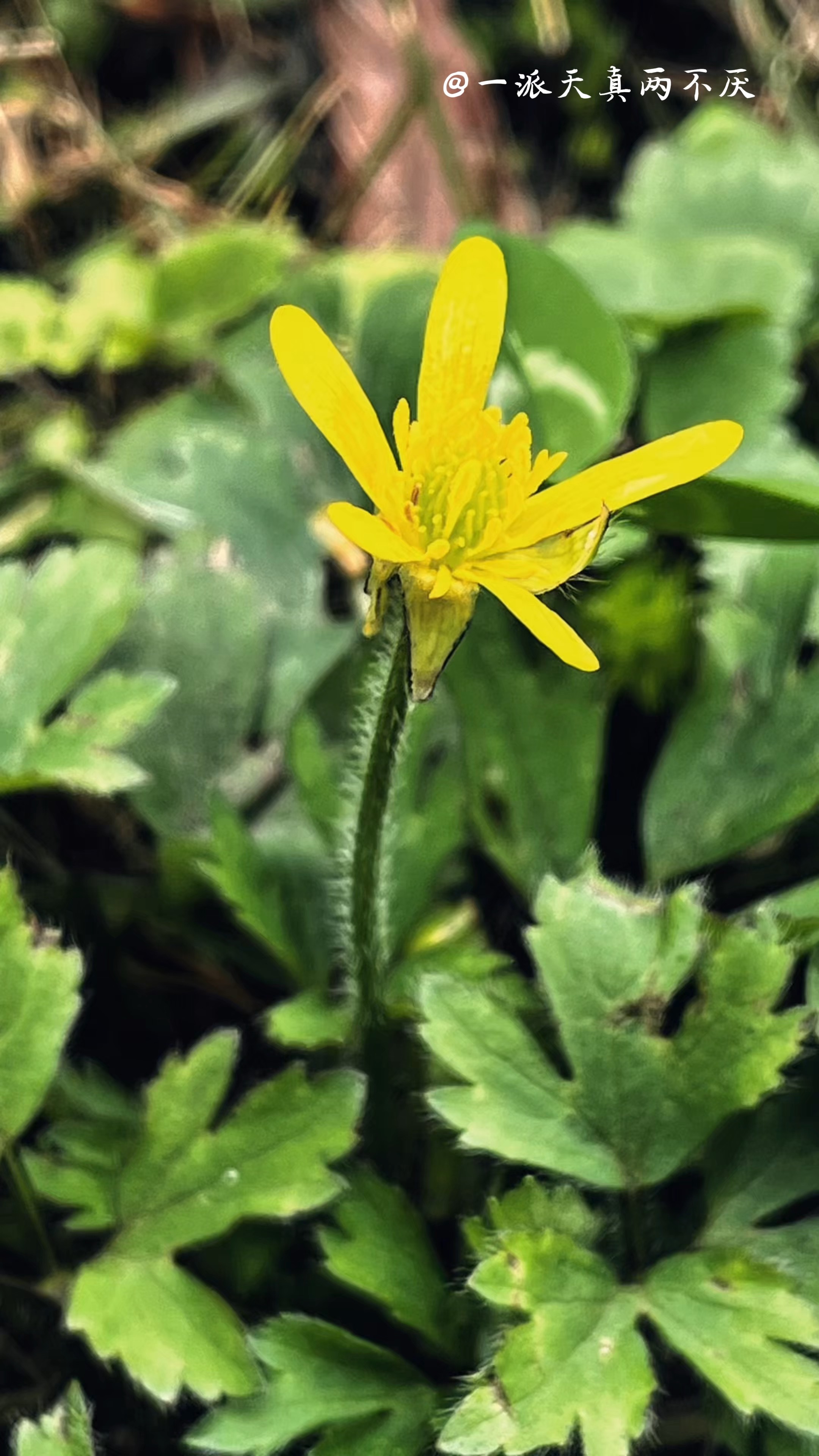 鸭脚节草的功效图片