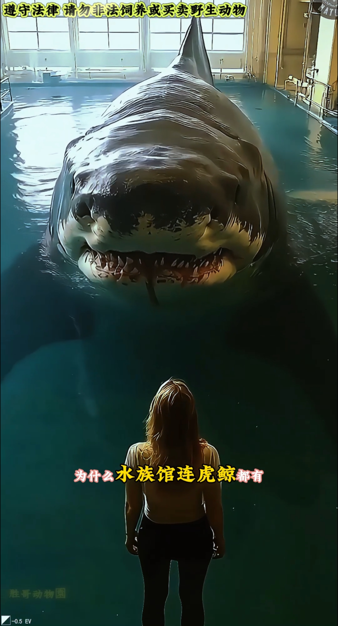 为什么海洋馆没有饲养大白鲨?