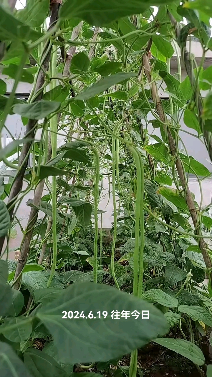 楼顶菜园的长豆角