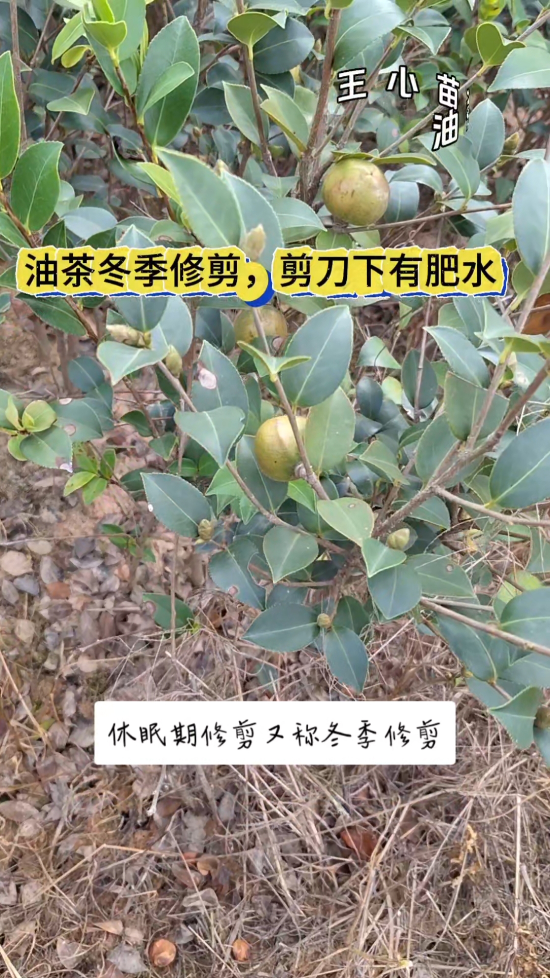 柳州油茶介绍图片